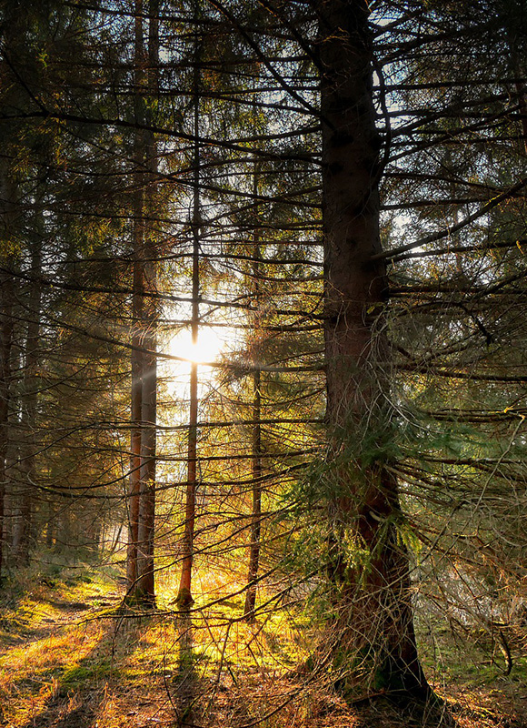 Die Sonne scheint durch die Bäume im Wald